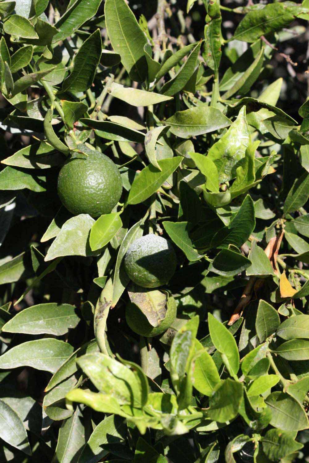              Sun leaves (Riverside, CA)       